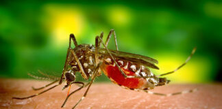 Jak sprawiać, aby komary nie utrudniały ci już więcej życia