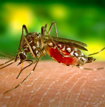 Jak sprawiać, aby komary nie utrudniały ci już więcej życia