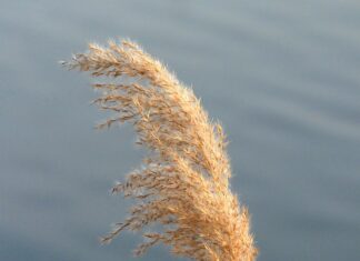 Czym się różnią słuchawki douszne a dokanałowe? Czym się różnią słuchawki douszne a dokanałowe?