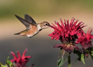 Co jest lepsze Orange czy Play?